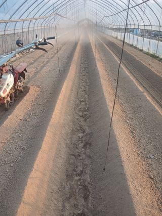 자기왕사랑해님의 고추 · 영농일지 작성글 사진