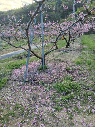 ahnda님의 기타작물 · 영농일지 작성글 사진