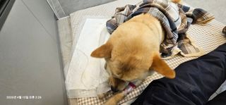 장용선 사진작가농부님의 기타작물 · 영농일지 작성글 사진