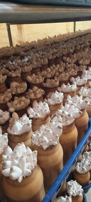 오●석님의 기타작물 · 영농일지 작성글 사진