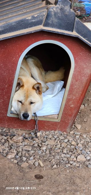 장용선 사진작가농부님의 기타작물 · 영농일지 작성글 사진