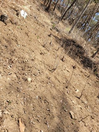 돈디아고(김덕수)님의 기타작물 · 영농일지 작성글 사진