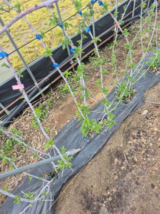 신태상님의 기타작물 · 영농일지 작성글 사진