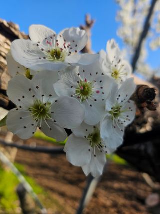 조영민님의 배 · 영농일지 작성글 사진
