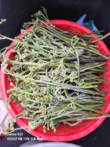 팜모닝 기타작물·영농일지 게시글 이미지