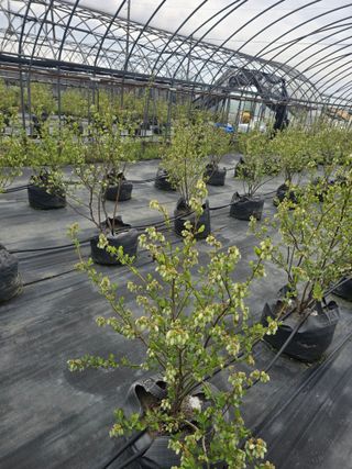 축복농장님의 호박 · 영농일지 작성글 사진