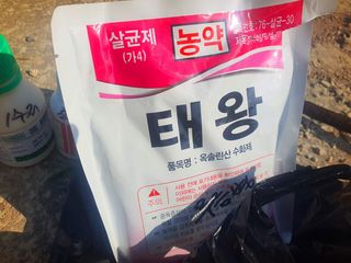 오이8898황산면님의 마늘 · 영농일지 작성글 사진