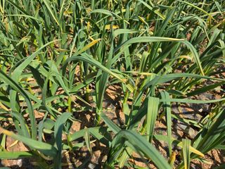 양백운님의 마늘 · 영농일지 작성글 사진