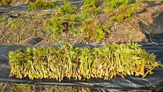 홍천산채농원님의 기타작물 · 영농일지 작성글 사진