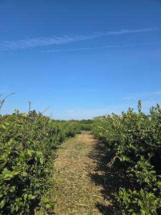 산방자연농원님의 귤 · 영농일지 작성글 사진