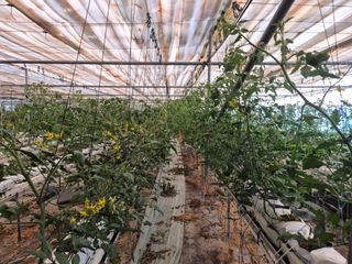 늘햇살팜 님의 작성글 사진