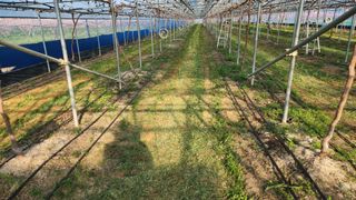 최율구님의 포도 · 영농일지 작성글 사진