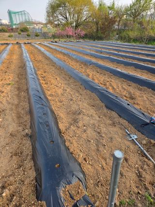 김연숙님의 기타작물 · 영농일지 작성글 사진