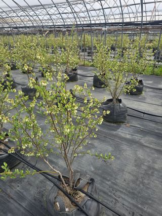 축복농장님의 호박 · 영농일지 작성글 사진