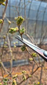 팜모닝 기타작물·영농일지 게시글 이미지