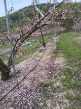 팜모닝 기타작물·영농일지 게시글 이미지