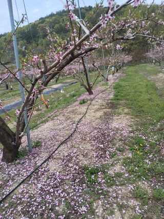 ahnda님의 기타작물 · 영농일지 작성글 사진