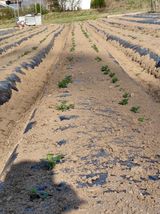 팜모닝 기타작물·영농일지 게시글 이미지