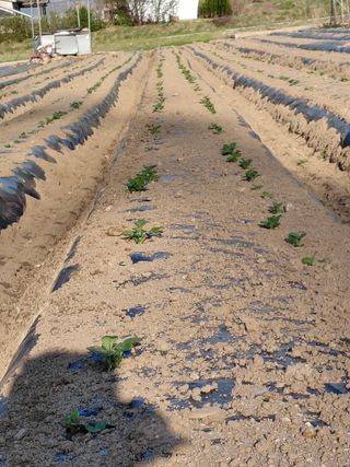 좋은인연원님의 기타작물 · 영농일지 작성글 사진