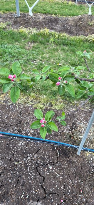 시나노골드님의 사과 · 영농일지 작성글 사진