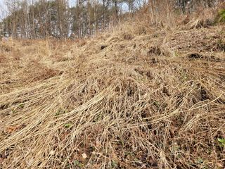 돈디아고(김덕수)님의 기타작물 · 영농일지 작성글 사진