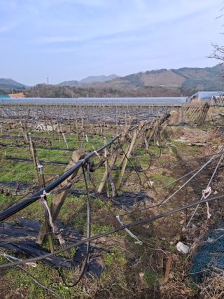 서태수님의 기타작물 · 영농일지 작성글 사진
