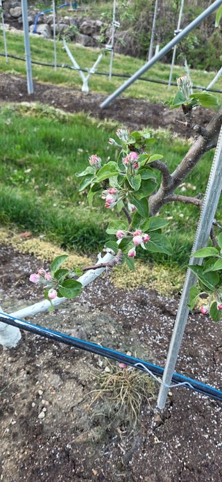 시나노골드님의 사과 · 영농일지 작성글 사진