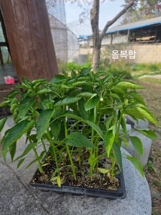 장두학님의 기타작물 · 영농일지 작성글 사진