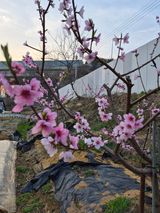 팜모닝 기타작물·영농일지 게시글 이미지