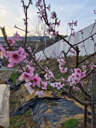 써니님의 기타작물 · 영농일지 작성글 사진