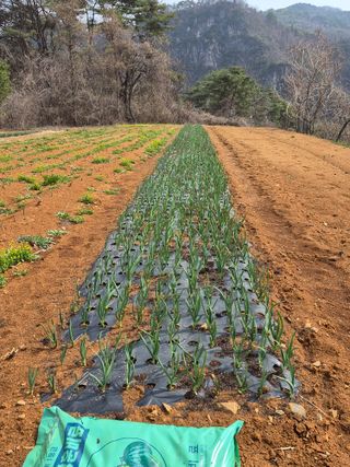 엄완섭님의 마늘 · 영농일지 작성글 사진