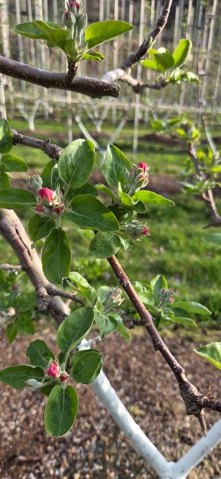 시나노골드님의 사과 · 영농일지 작성글 사진