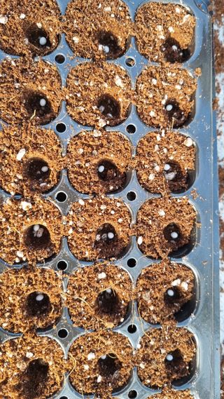 김지철님의 기타작물 · 영농일지 작성글 사진