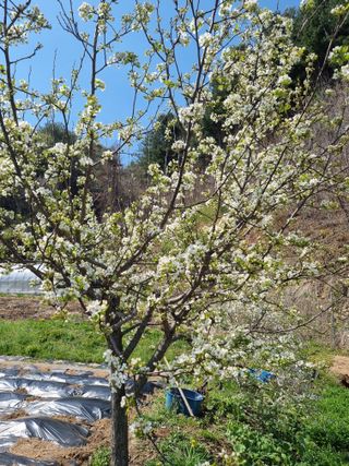 심기섭님의 기타작물 · 영농일지 작성글 사진
