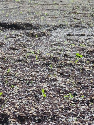 거창두릅농원김성희님의 기타작물 · 영농일지 작성글 사진