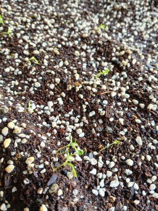 거창두릅농원김성희님의 기타작물 · 영농일지 작성글 사진