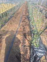 팜모닝 기타작물·영농일지 게시글 이미지