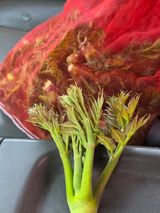 팜모닝 두릅·영농일지 게시글 이미지