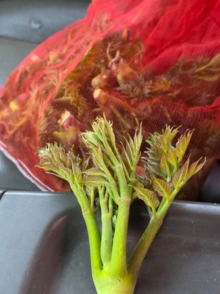 이정수님의 두릅 · 영농일지 작성글 사진