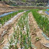 팜모닝 마늘·영농일지 게시글 이미지