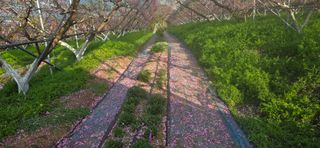 달맛햇복숭아농원님의 복숭아 · 영농일지 작성글 사진