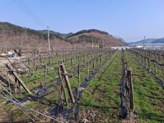 서태수님의 기타작물 · 영농일지 작성글 사진
