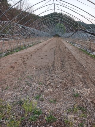 자기왕사랑해님의 고추 · 영농일지 작성글 사진