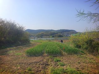 오이8898황산면님의 마늘 · 영농일지 작성글 사진