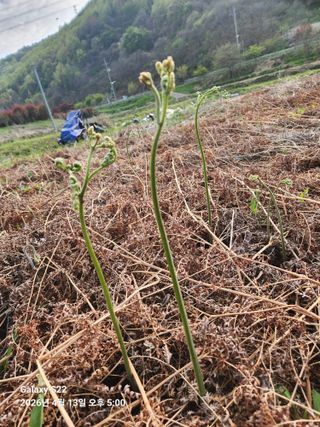 상태메롱님의 기타작물 · 영농일지 작성글 사진