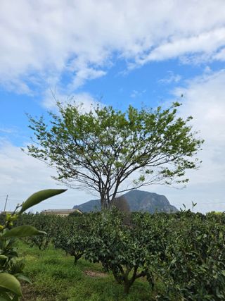 산방자연농원님의 귤 · 영농일지 작성글 사진