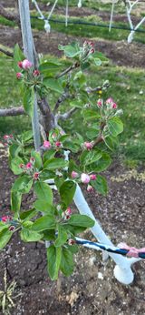 시나노골드님의 작성글 사진