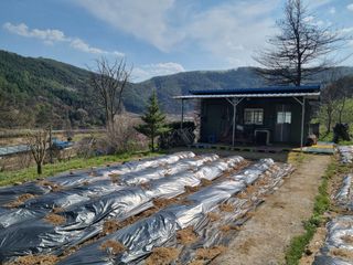 심기섭님의 기타작물 · 영농일지 작성글 사진