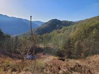 돈디아고(김덕수)님의 두릅 · 영농일지 작성글 사진