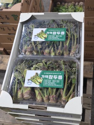 플러스밸류님의 두릅 · 영농일지 작성글 사진